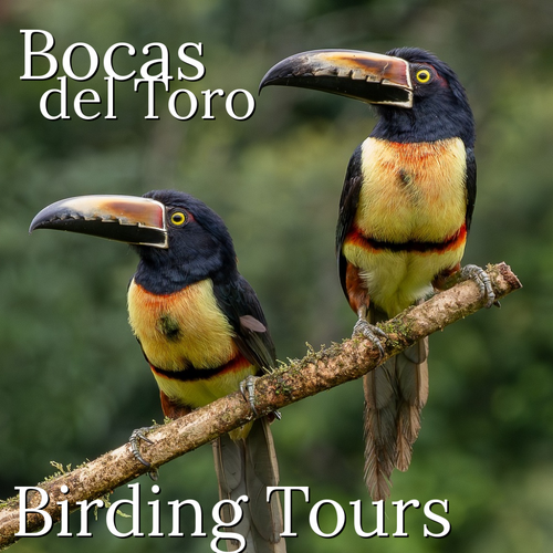 Bocas Panama Birding Tours