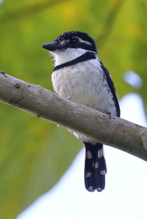 Panama Birding Tours Bocas Del Toro