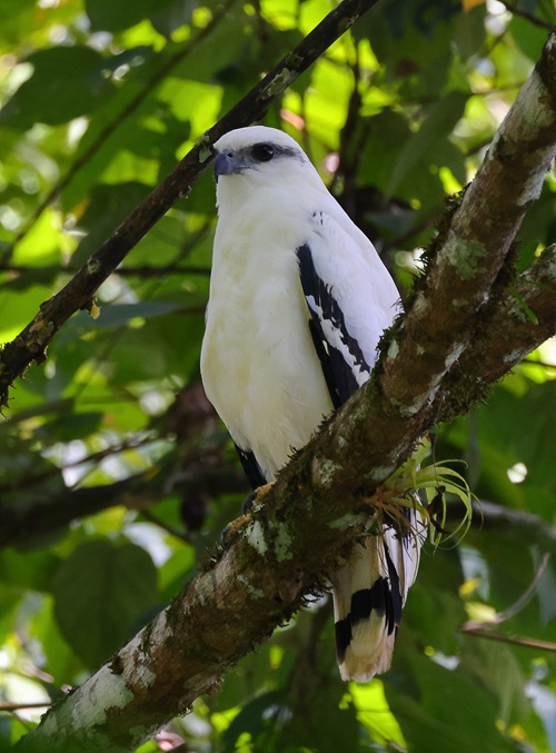 Pricing with White Hawk